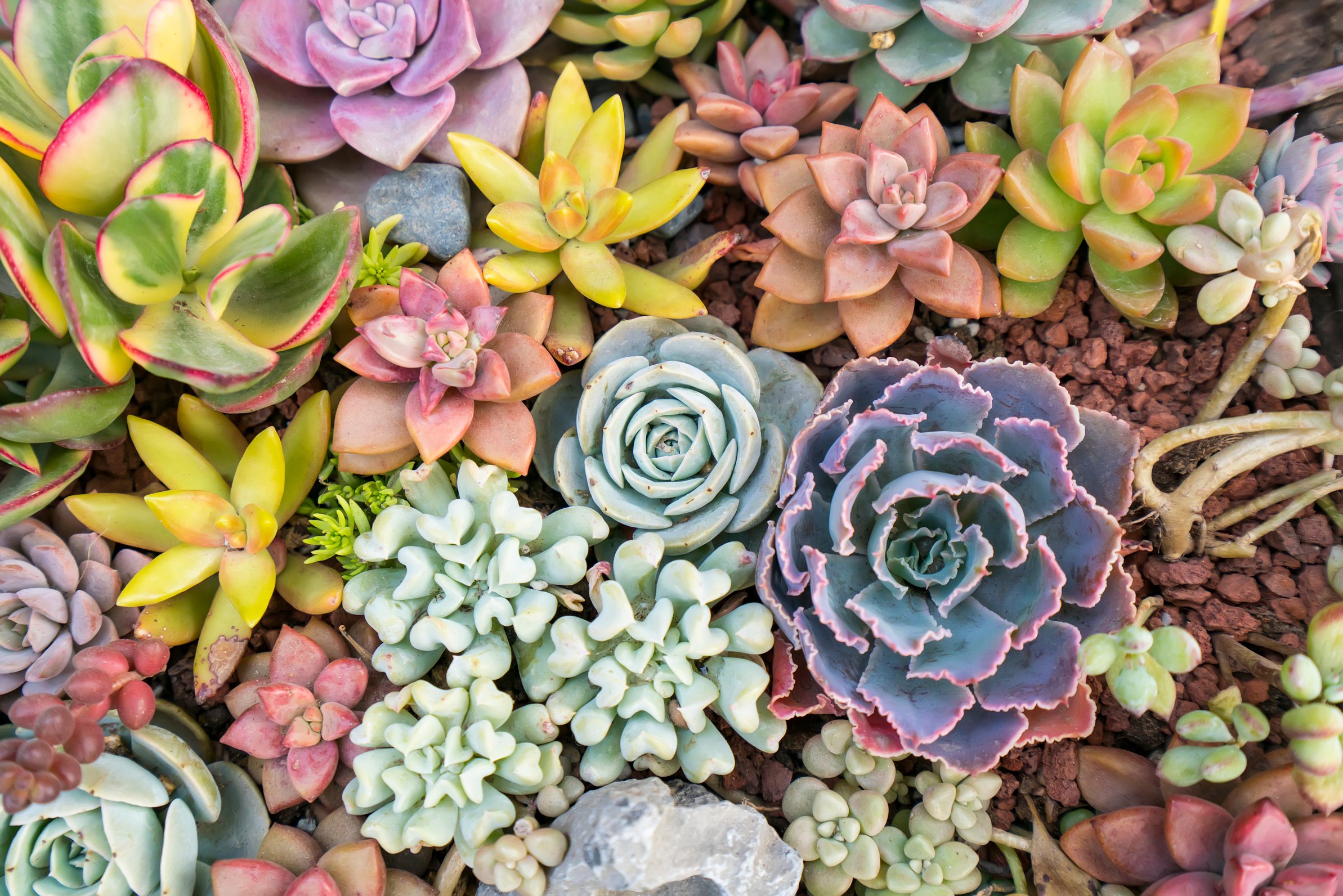 Miniature succulent plants