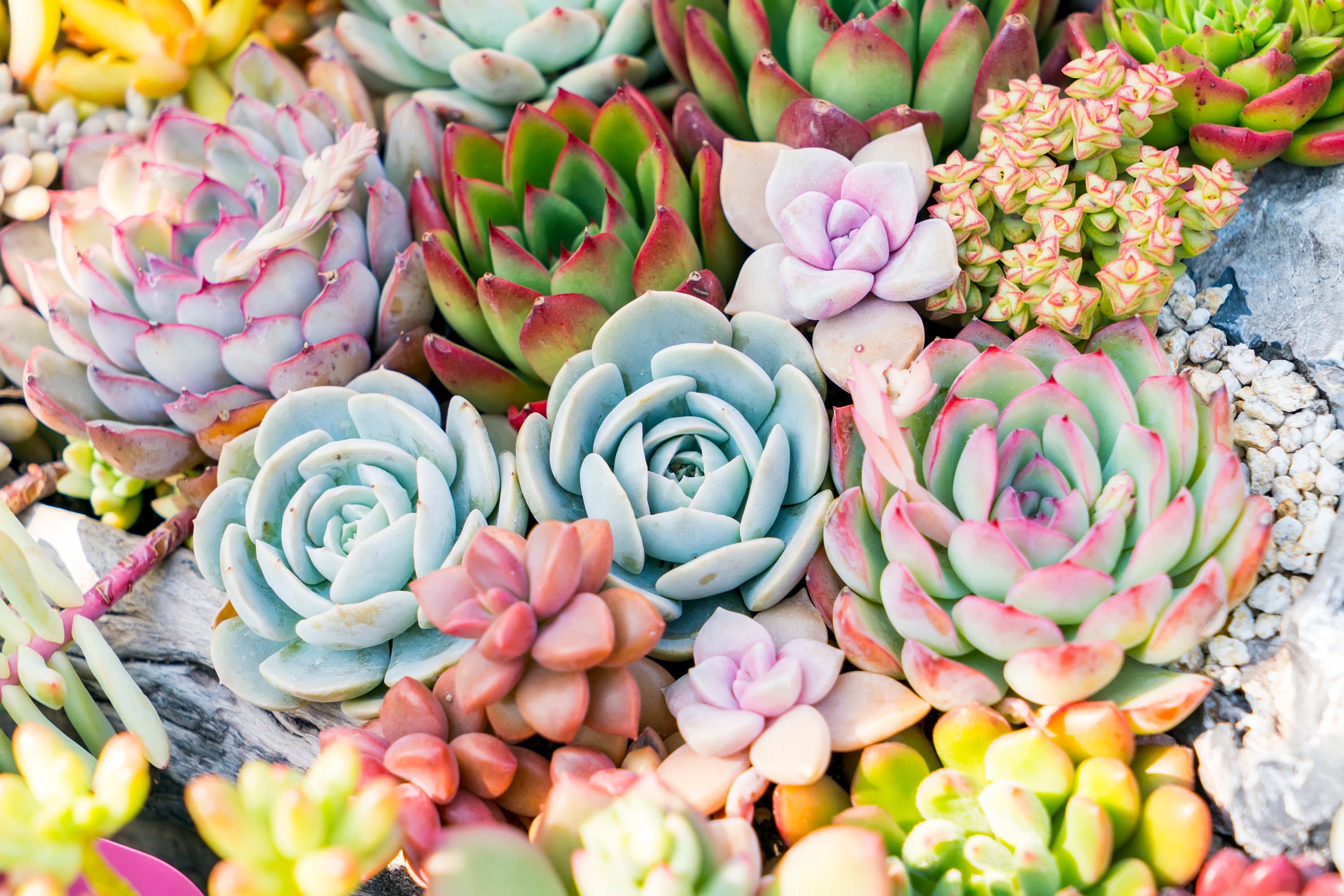 Miniature succulent plants