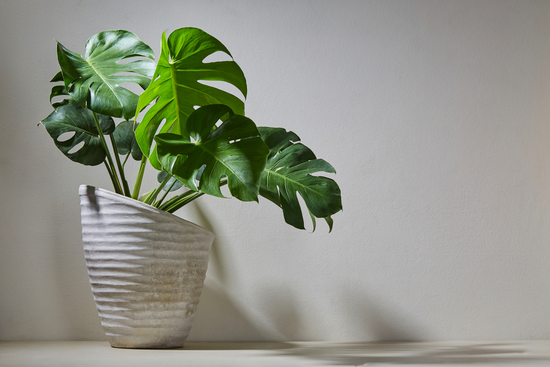 Monstera plant in cement pot