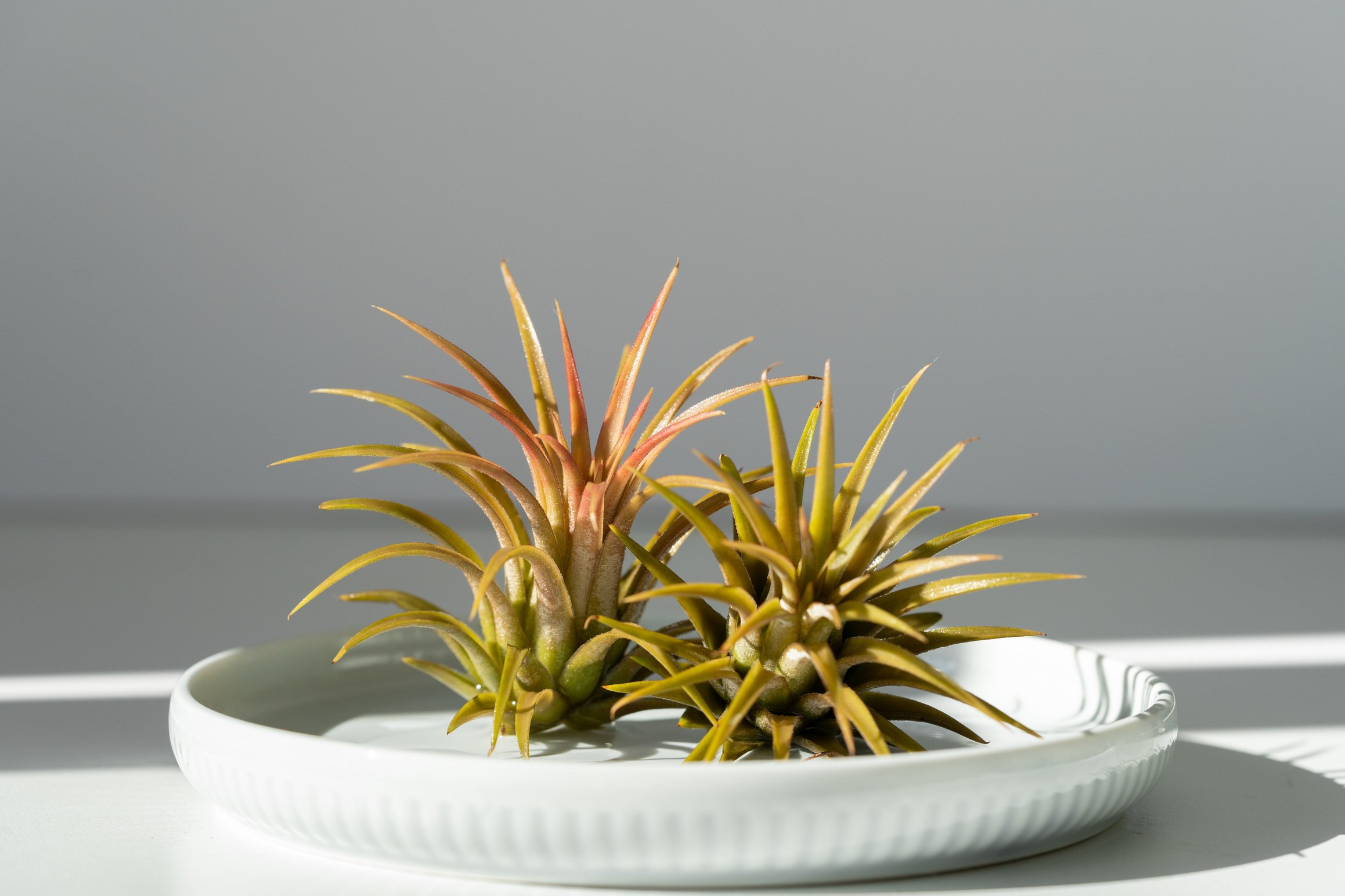 Tillandsia on Ceramic Plate