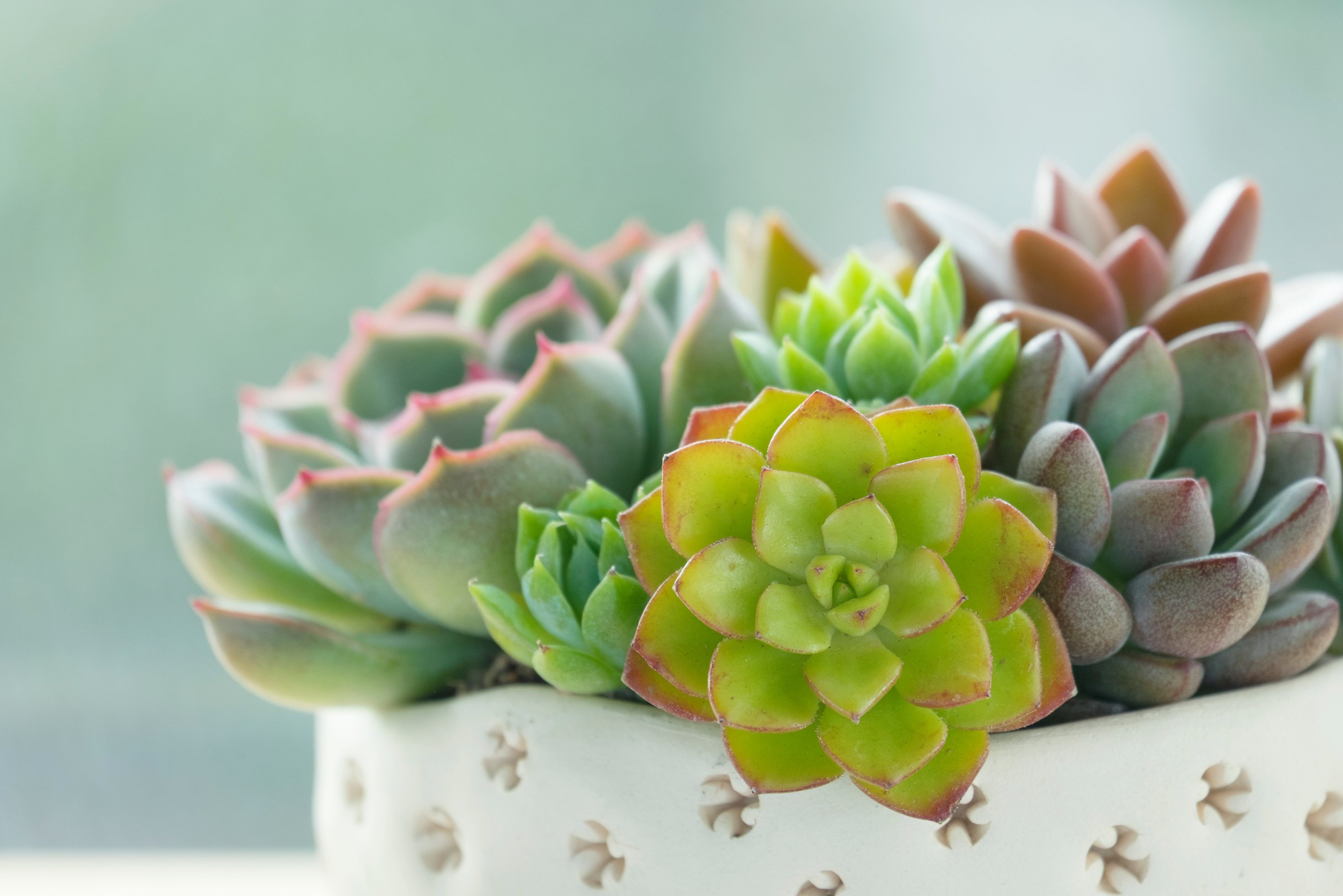 Close-up Of Assorted Succulents On A Pot