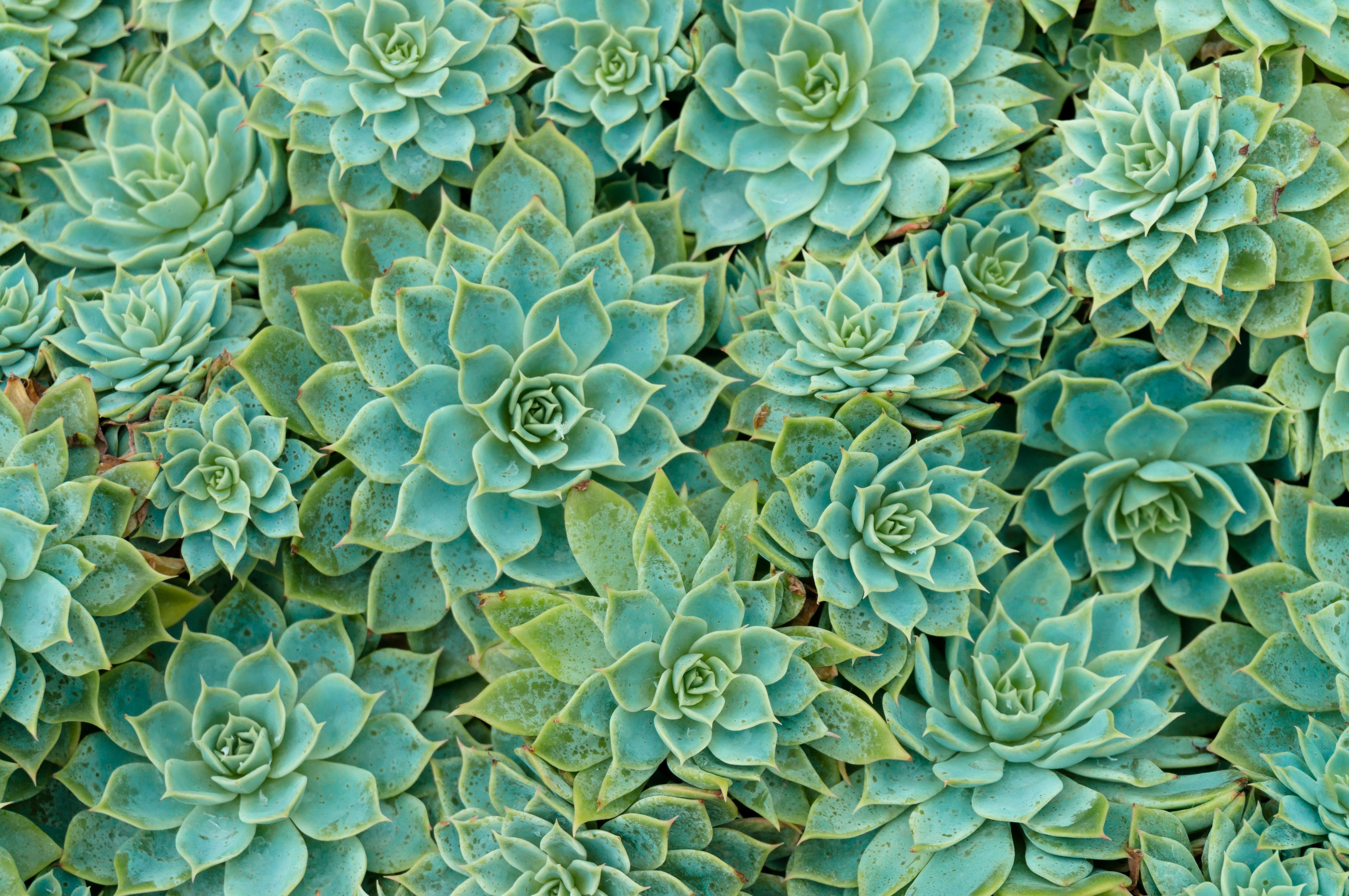 Succulent Plants