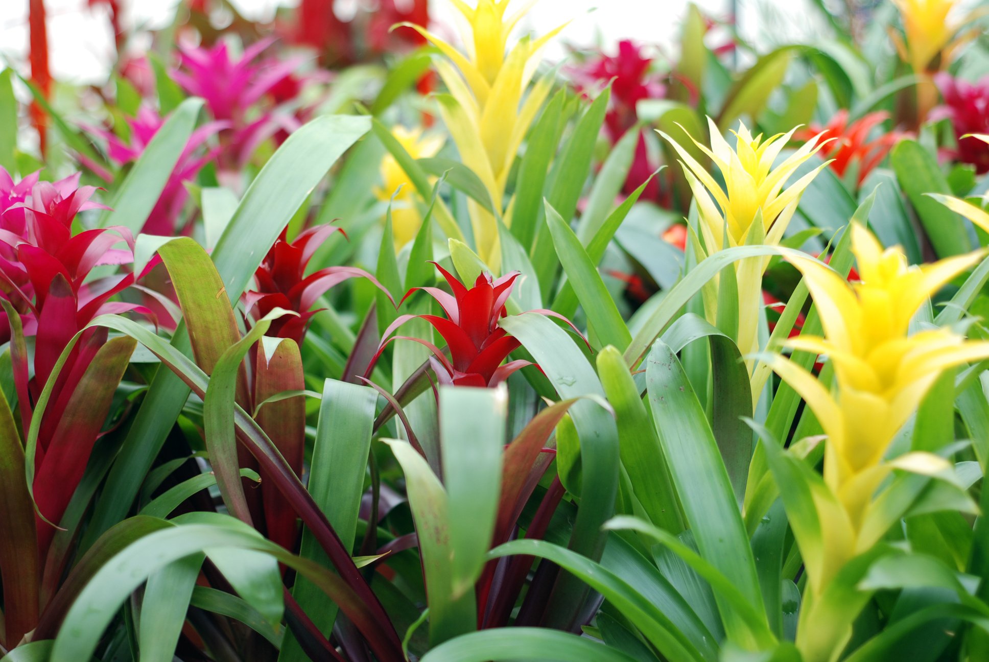 Bromeliads