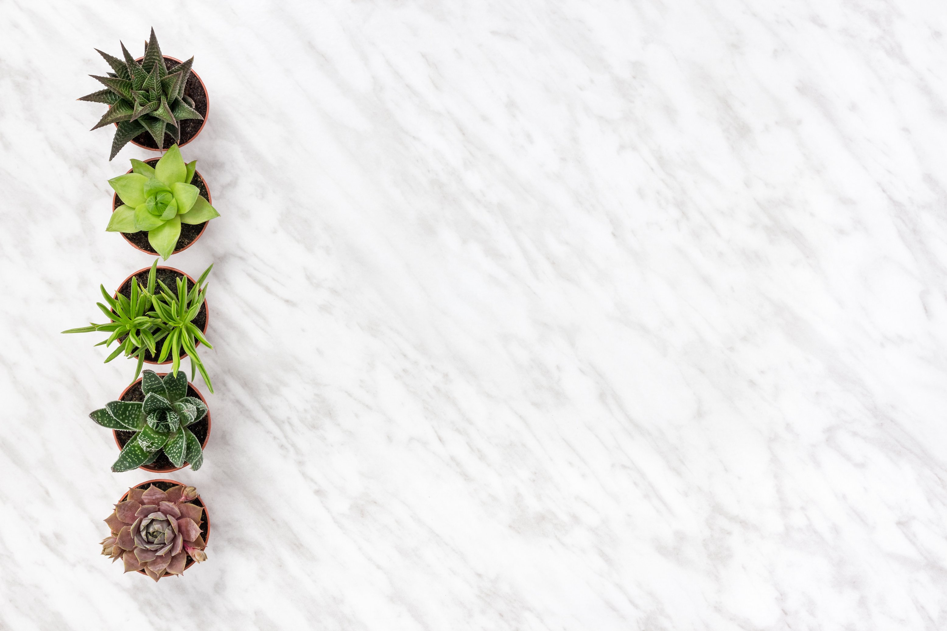 Row of succulent plants on marble background